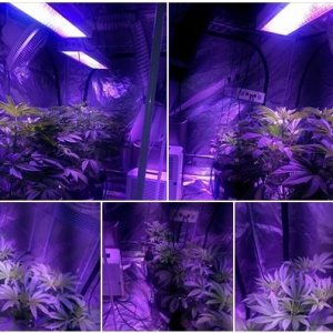 Lush LED Grown Photos