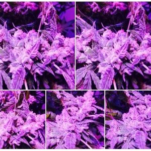 Lush LED Grown Photos