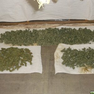 Drying Bud