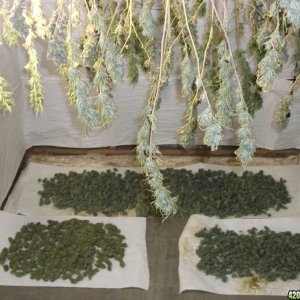 Drying Bud