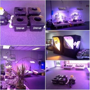 Lush LED Grown Photos