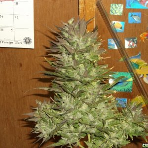 Huge Sour Diesel Bud