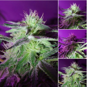 Lush LED Grown Photos