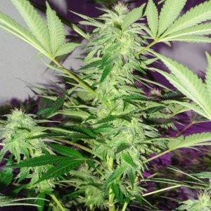 Lush LED Grown Photos