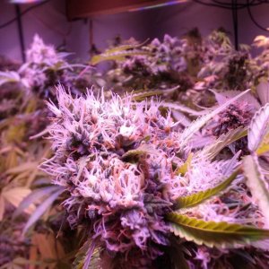 Lush LED Grown Photos