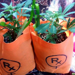 Medicann Blue Blood 2 Clones in RX Fabric Pots