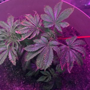 Antics Big Bang LED Grow