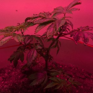 Antics Big Bang LED Grow