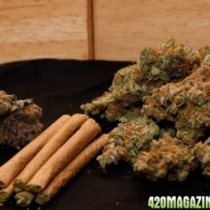 high quality medicinal marijuana and other best strains of kush for sale at