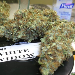 whitewidow_original