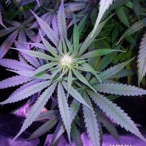 Lush LED Grown Photos