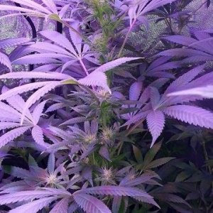 Lush LED Grown Photos