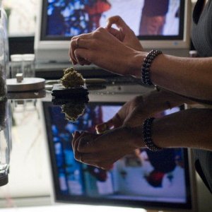 Girl weighing Bud