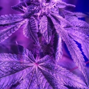 Lush LED Grown Photos