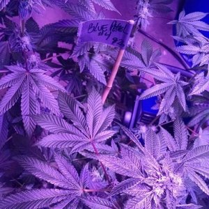 Lush LED Grown Photos