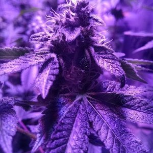 Lush LED Grown Photos