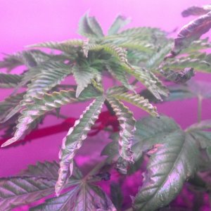 Antics Big Bang LED Grow