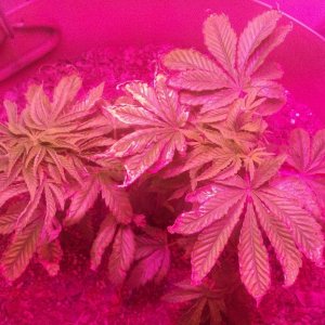 Antics Big Bang LED Grow