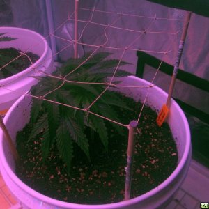 96x3 x3 Top LED grow update