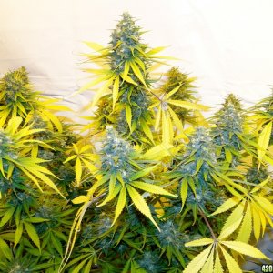 Organic G.D.P. x AK-47