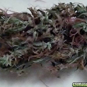 Nug from Medi1 harvest dried