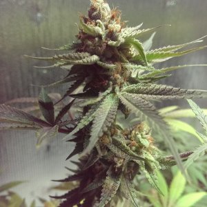 Lush LED Grown Photos