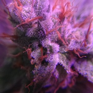 Lush LED Grown Photos