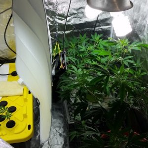 Regor 11-07-2014 Grow #2