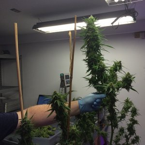 Lush LED Grown Photos