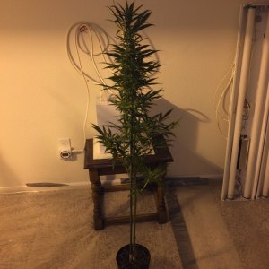 Autoflower Gro 2014