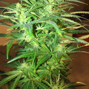 Autoflower Gro 2014