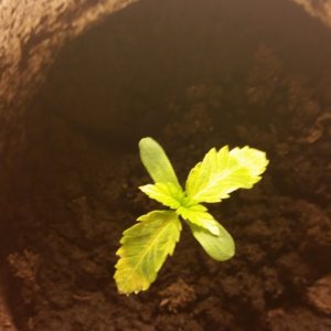 seedling