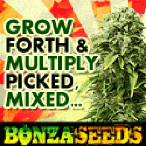 Bonza-Seeds-125x125