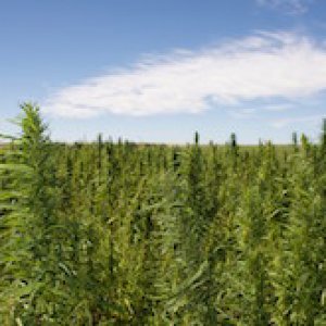 CTCO-Hemp-Field-Sept-2014