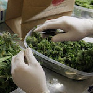 Trimming Medical Cannabis