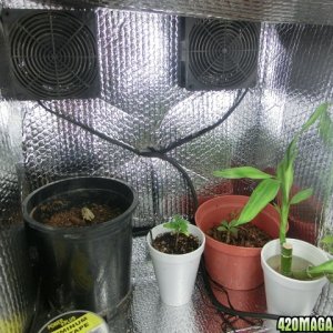 Updated_Grow_Box_Day_19