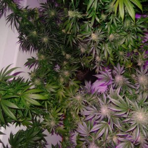 Lush LED Grown Photos