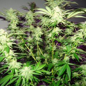 Lush LED Grown Photos