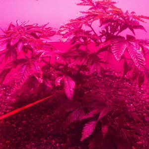 Antics Big Bang LED Grow