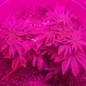 Antics Big Bang LED Grow