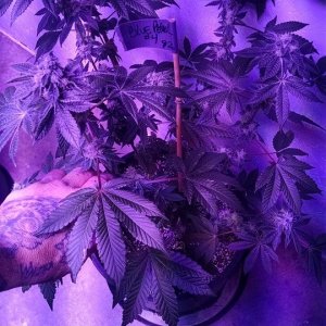 Lush LED Grown Photos