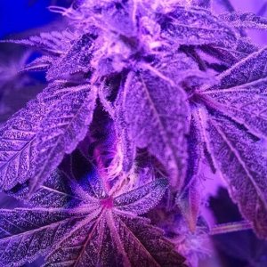 Lush LED Grown Photos