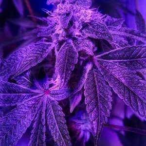 Lush LED Grown Photos