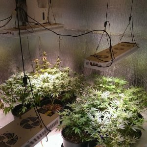 Lush LED Grown Photos