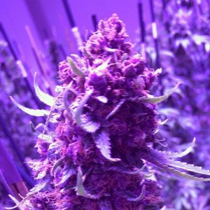 Lush LED Grown Photos