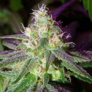 Lush LED Grown Photos