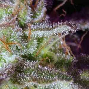 Lush LED Grown Photos