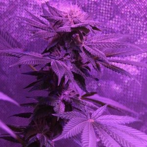 Lush LED Grown Photos