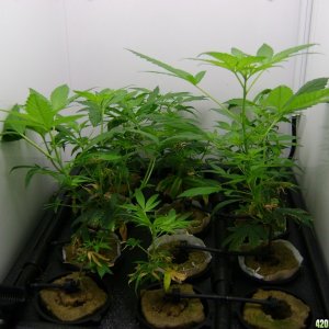 Clones Week 4 (1)