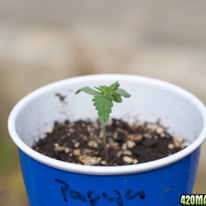 Papaya Day 4